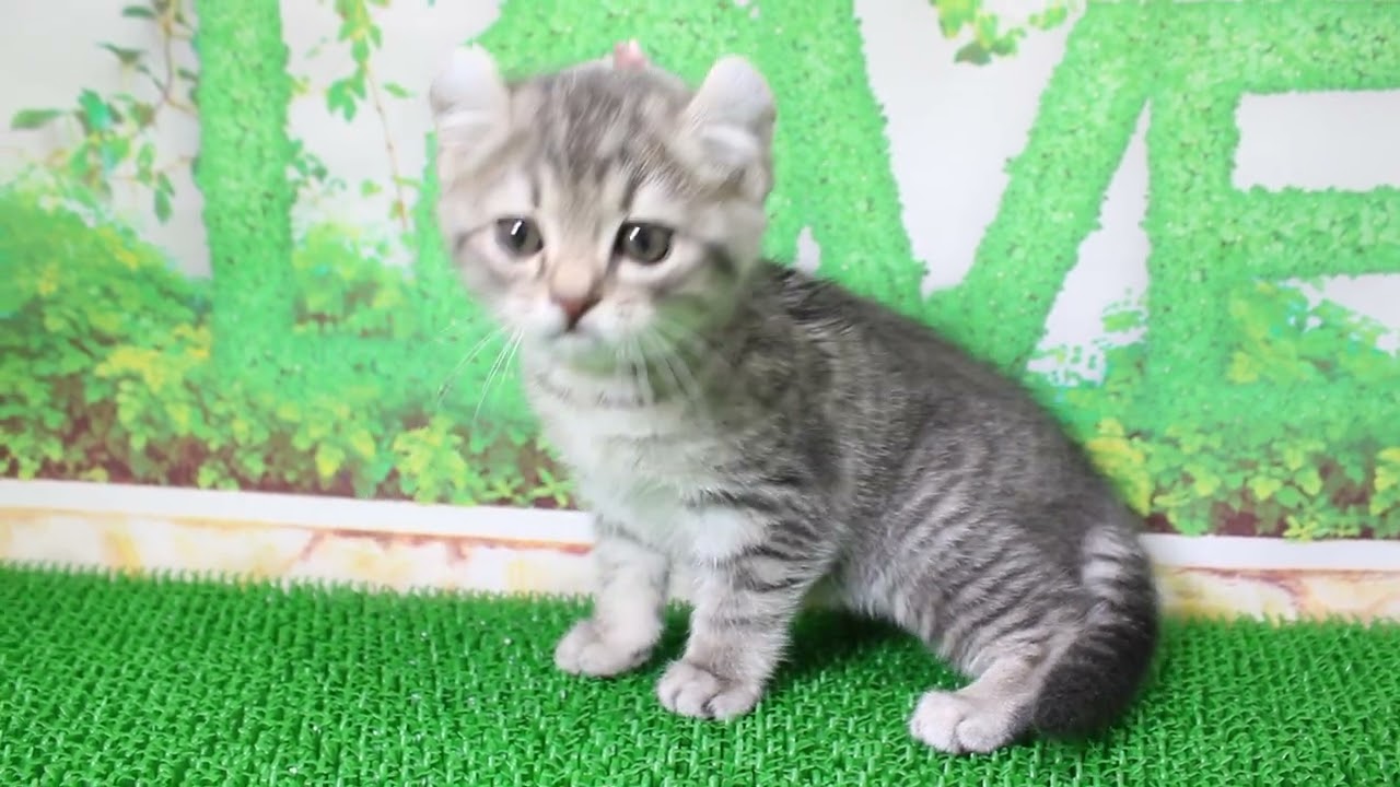 ペットショップcoo&riku No.624067 アメリカンカール