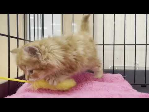 ｽｺﾃｨｯｼｭﾌｫｰﾙﾄﾞ