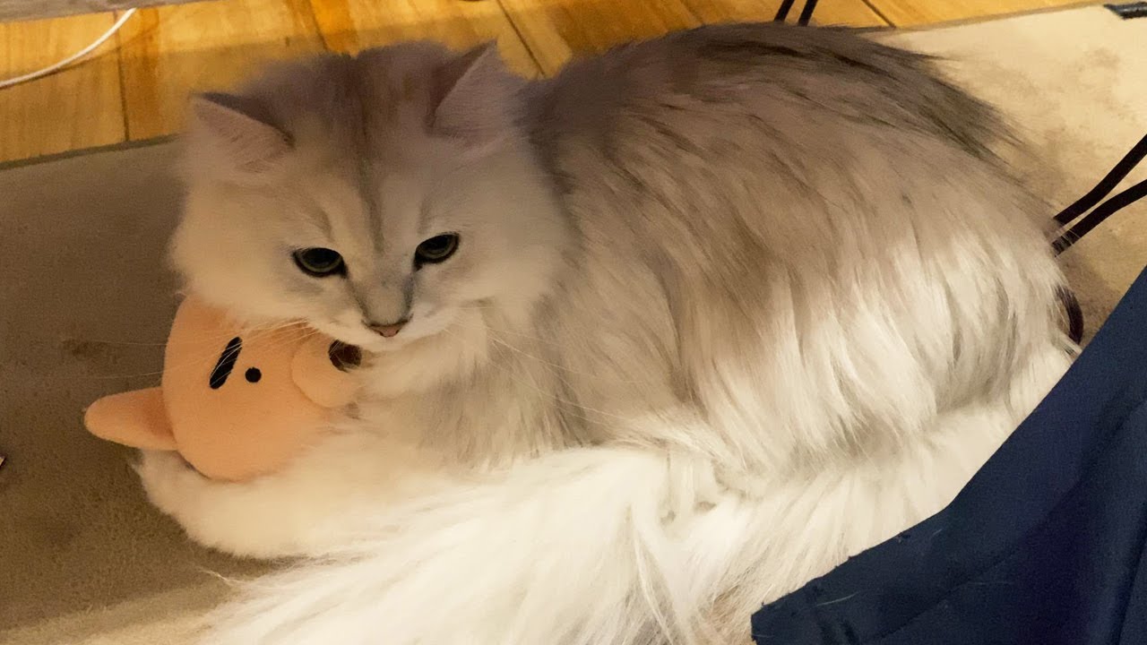 ブタのぬいぐるみを抱きかかえるペルシャ猫