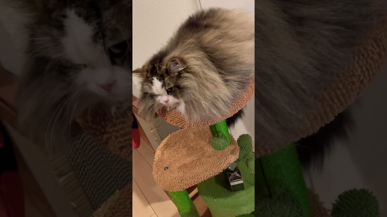 キャットツリーの上にラガマフィン#ねこ #ねこ動画 #猫 #ラガマフィン