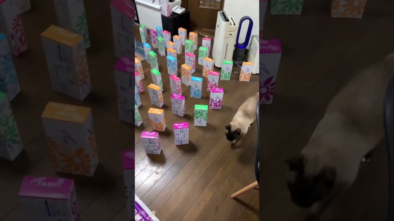 23 シャム猫　にゃーす　シニア猫12歳♂#shorts #シャム猫