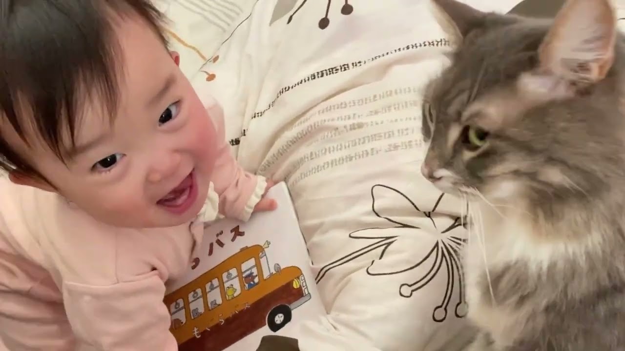 ふみふみが止まらない猫　ノルウェージャンフォレストキャットA cat that can't stop kneading. Norwegian Forest Cat.