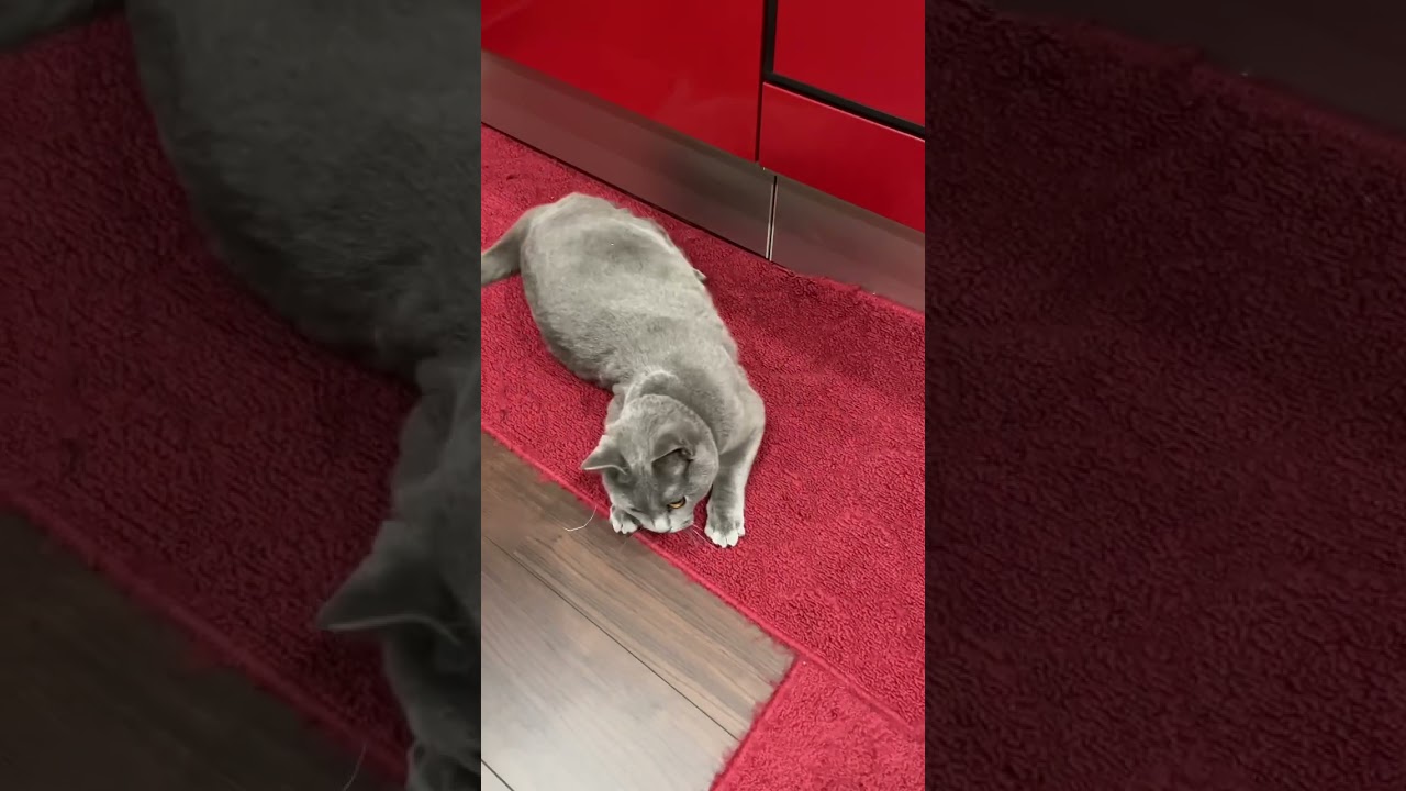 羊のおもちゃと戯れる猫が可愛すぎる… #chartreux #シャルトリュー #ねこのいる生活 #shorts
