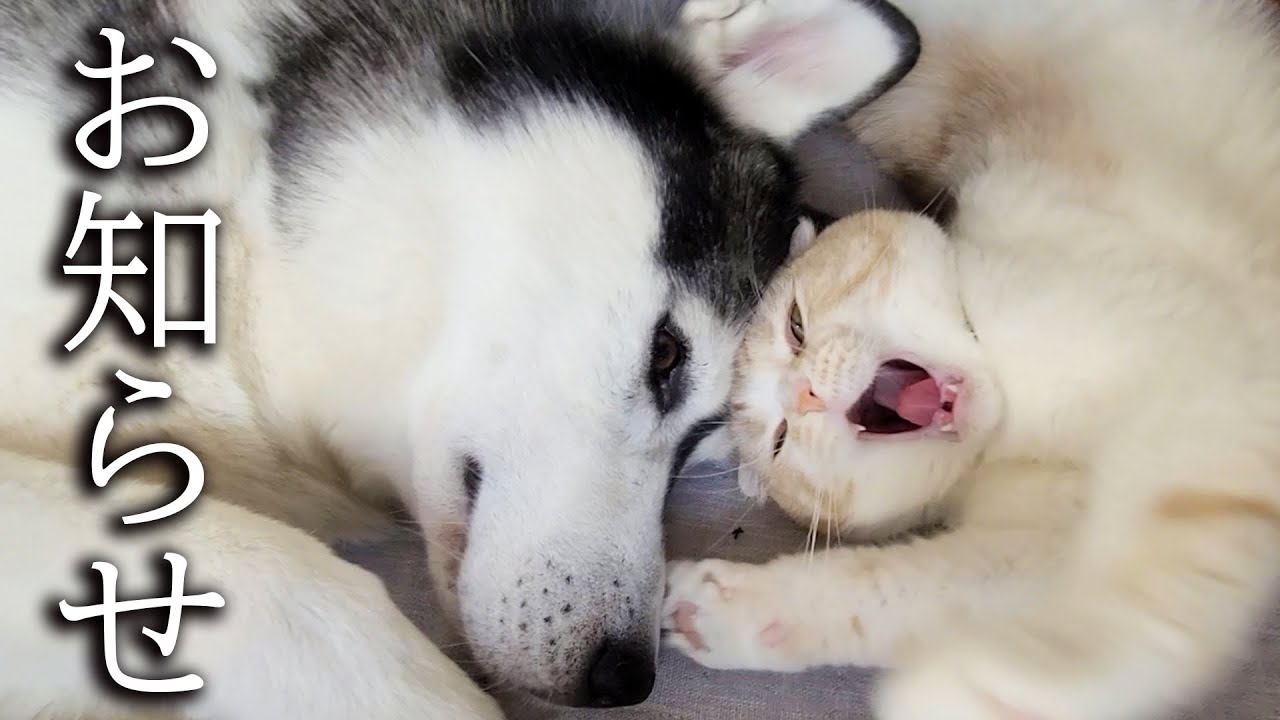 皆様に嬉しいお知らせがあります...