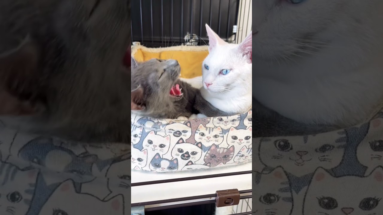 元野良猫ロシアンブルーっぽい子猫アオくん。幸せな瞬間 #Shorts