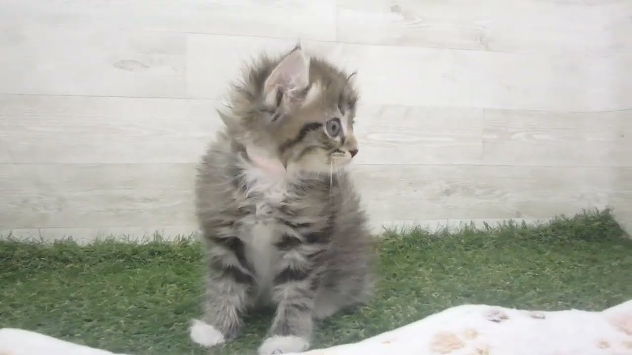 00623690 アメリカンカール