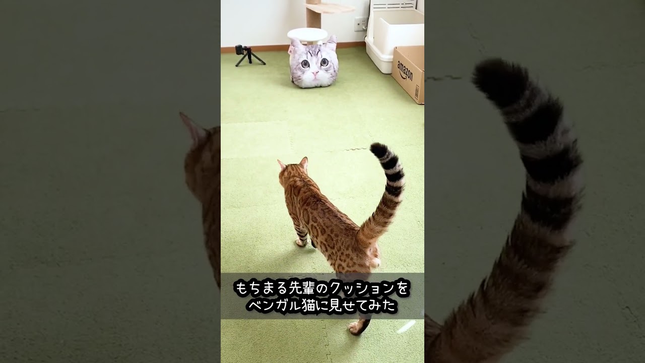 もちまる 先輩のクッション を見たベンガル猫 の反応 #shorts
