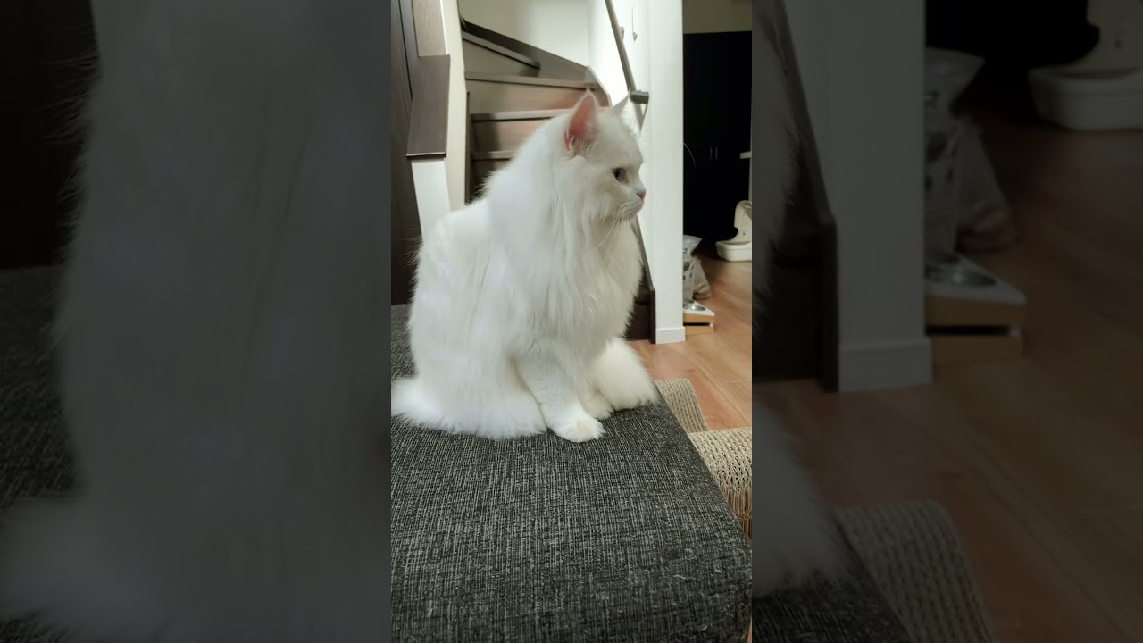 お風呂上がりの藤くん #猫 #猫動画 #可愛い #猫のいる暮らし #ネコ #shorts