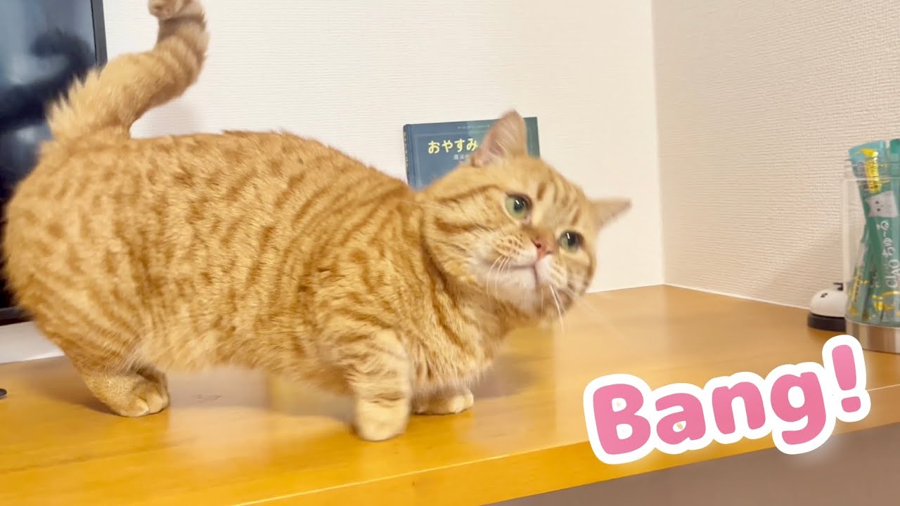 茶々パパの『バン！』の練習がかわいすぎる！