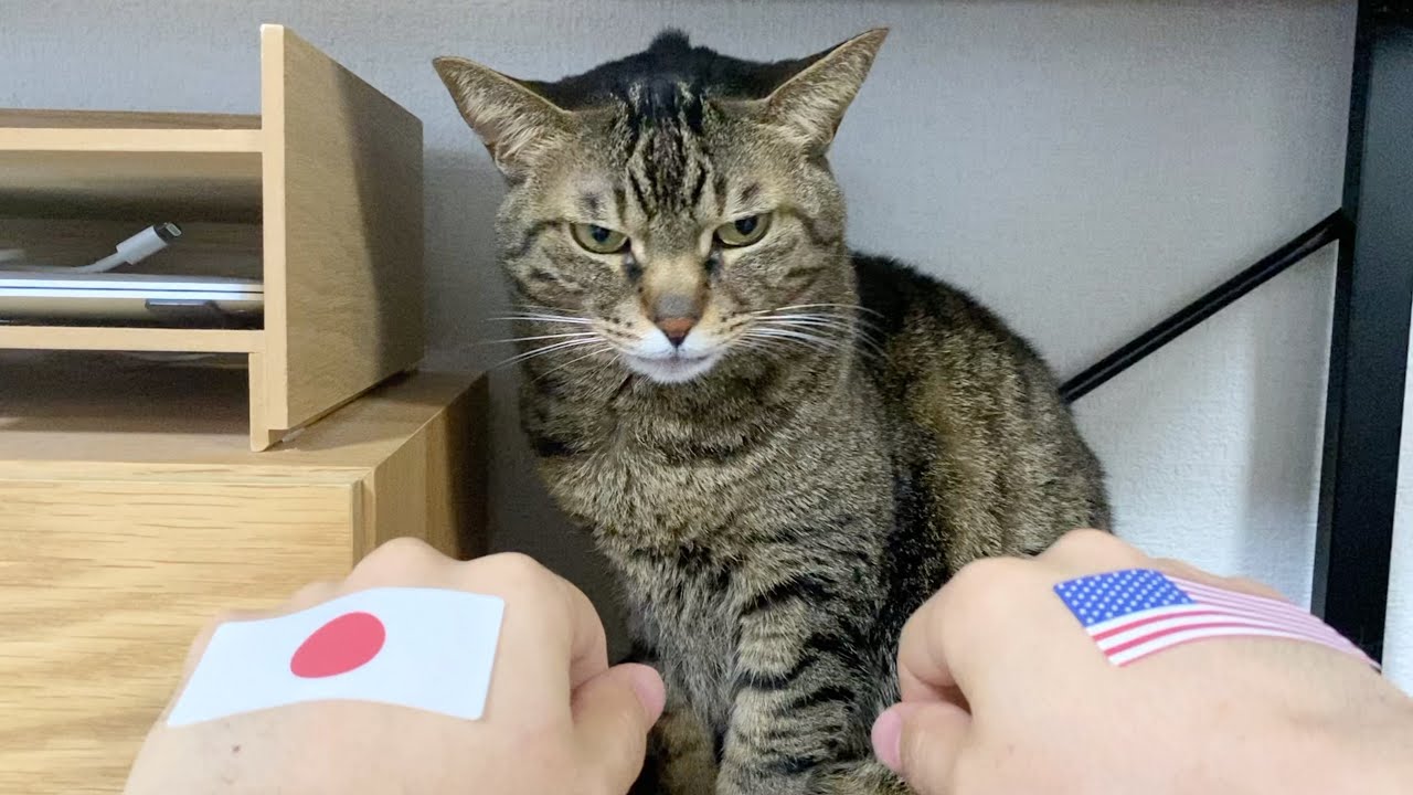 【WBC】決勝戦の日本 vs アメリカの勝敗を予言する猫...