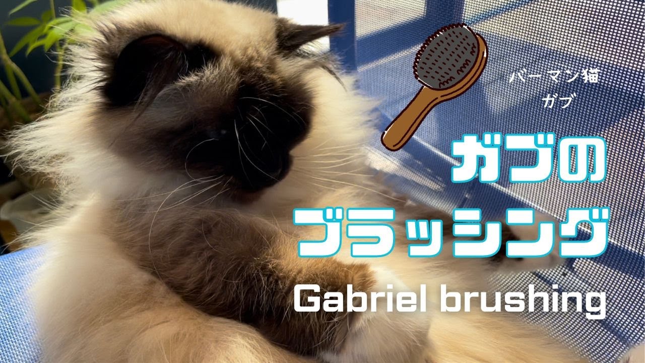 バーマン猫ガブ【ガブのブラッシング】Gabriel brushing （バーマン猫）Birman/Cat
