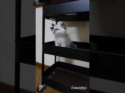 イヤホンとヒマラヤン