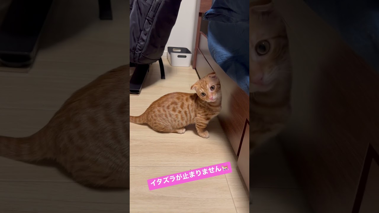 この後ファスナーで遊ばないように隠しました🐅#二足立ちかわいい　#キンカロー #猫 #子猫 #猫のいる暮らし #cat #catlover #catvideos #고양이 #catlovers