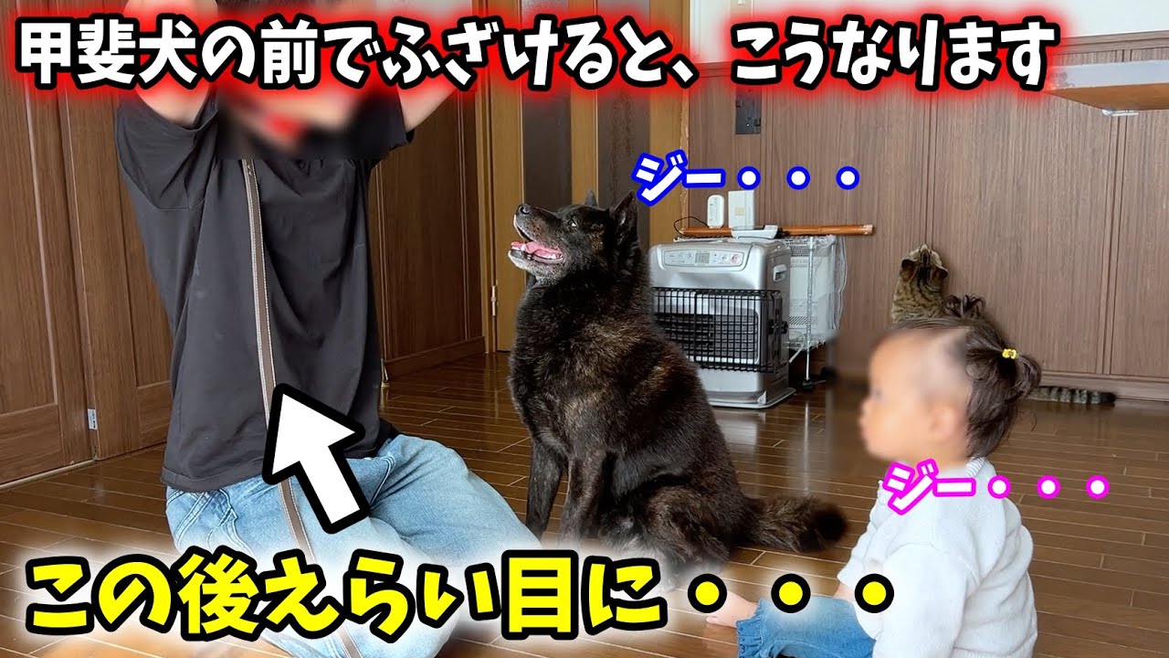 甲斐犬と娘の前でふざけてたらえらい目にあった・・・