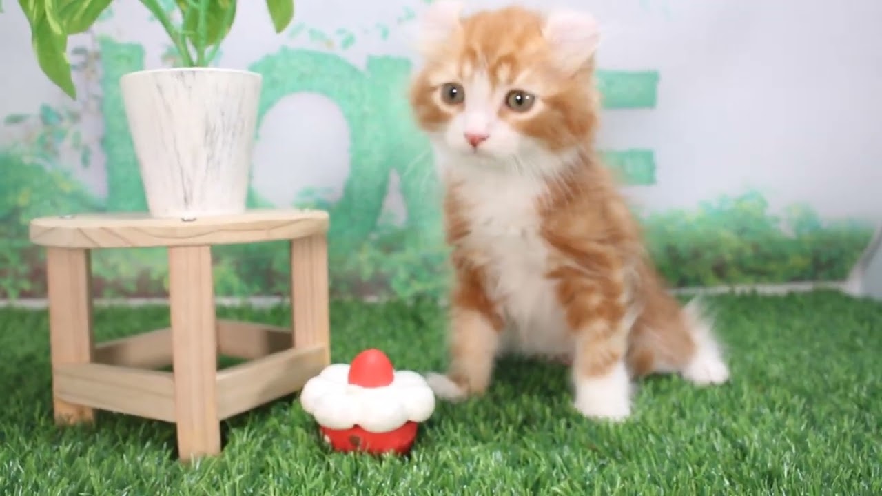 Coo&RIKU　No624475 アメリカンカール