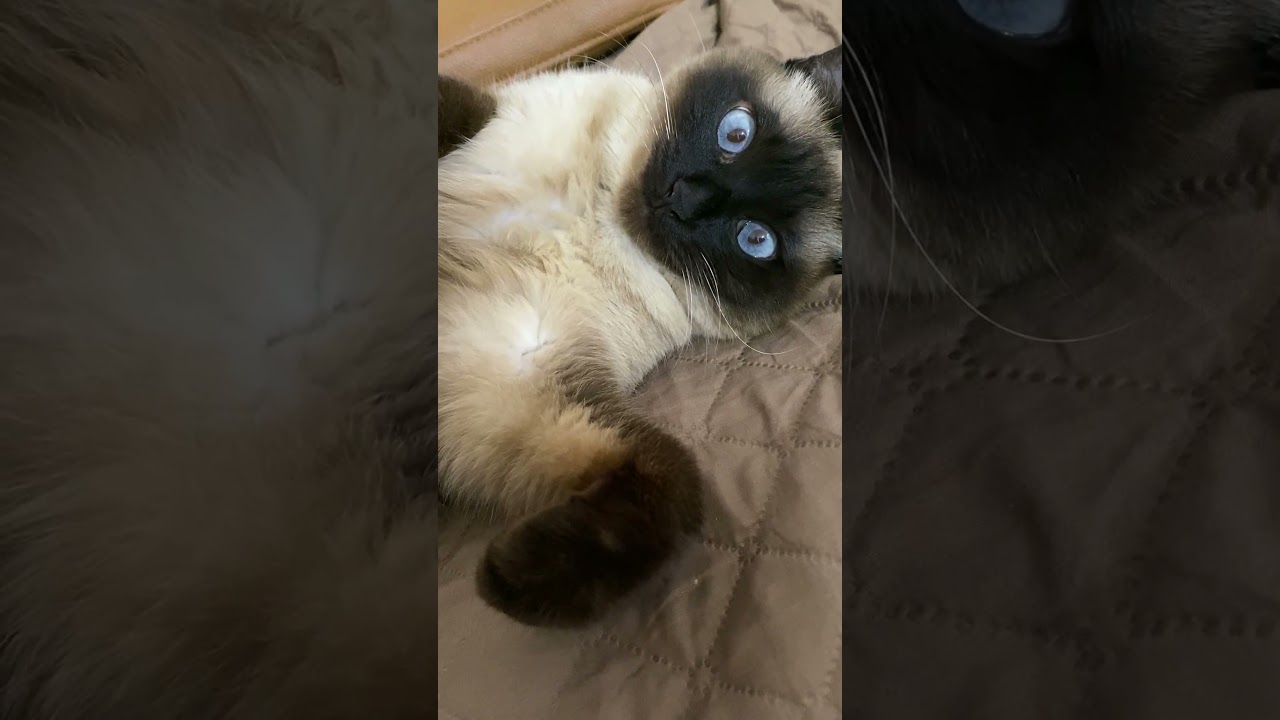 【2023.03.22】今日のシャム猫のふくさん（音無し）【たぬき猫】 #Shorts