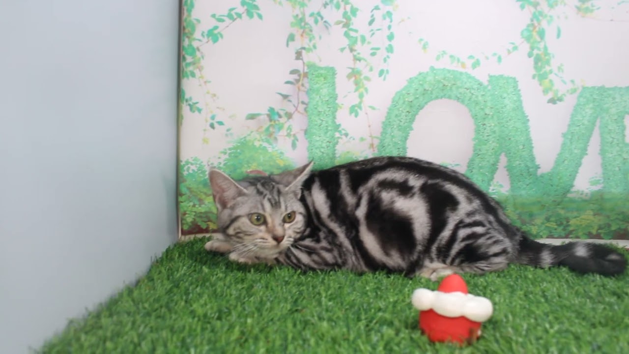 Coo&RIKU　No620591　アメリカンショートヘアー