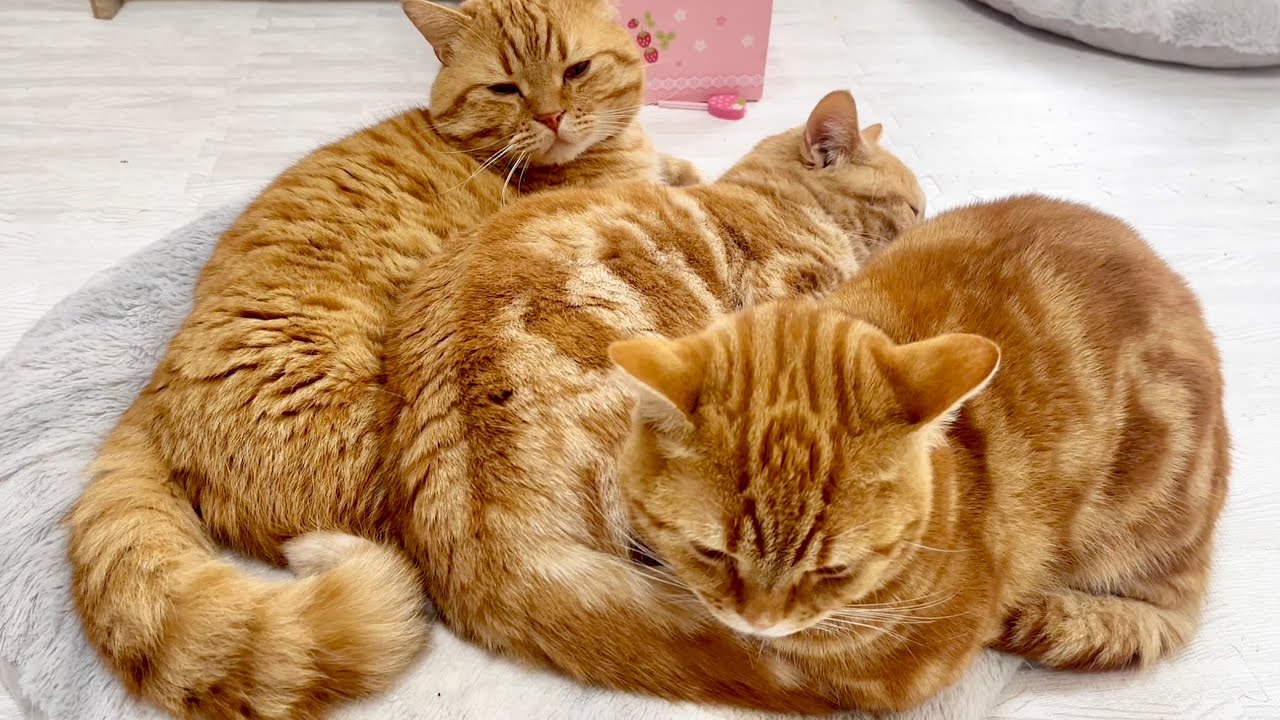 【癒し】寄り添って眠るマンチカン親子。