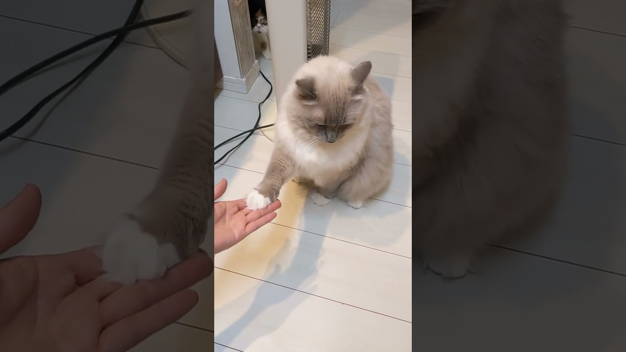 【バーマン】お手する猫 #shorts  #ねこ #猫 #バーマン #お手