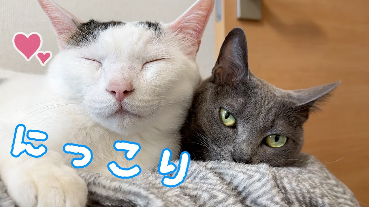 ハムマロに一緒に寝てもらえて幸せいっぱいのチロさん
