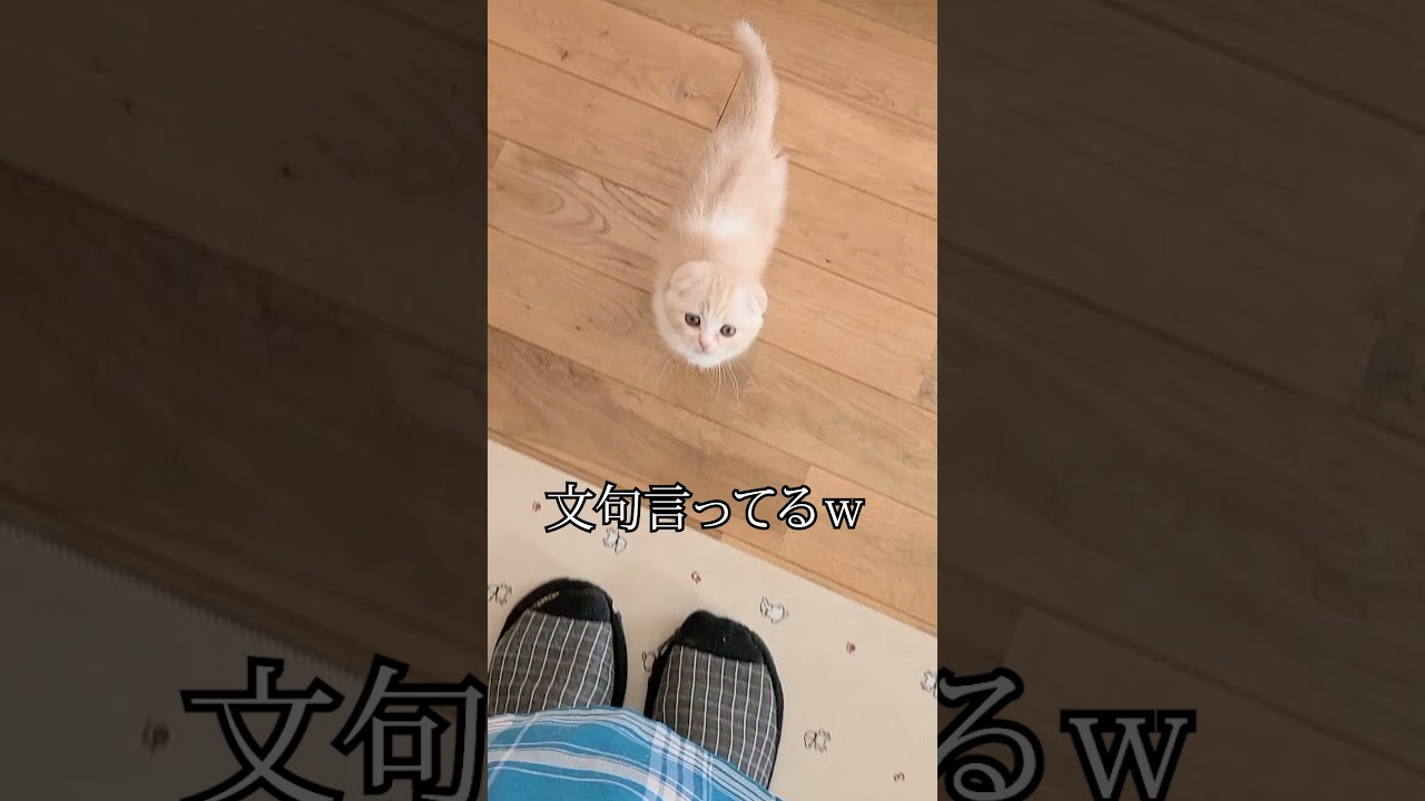 急に怒り出した子猫が文句言いだして… #shorts