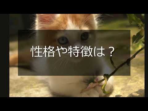 Animalbook CM turkish van3