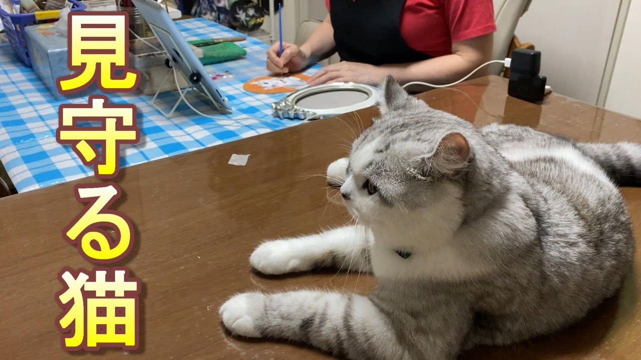 ママの作業をじっと見守っている猫【アメリカンカール】