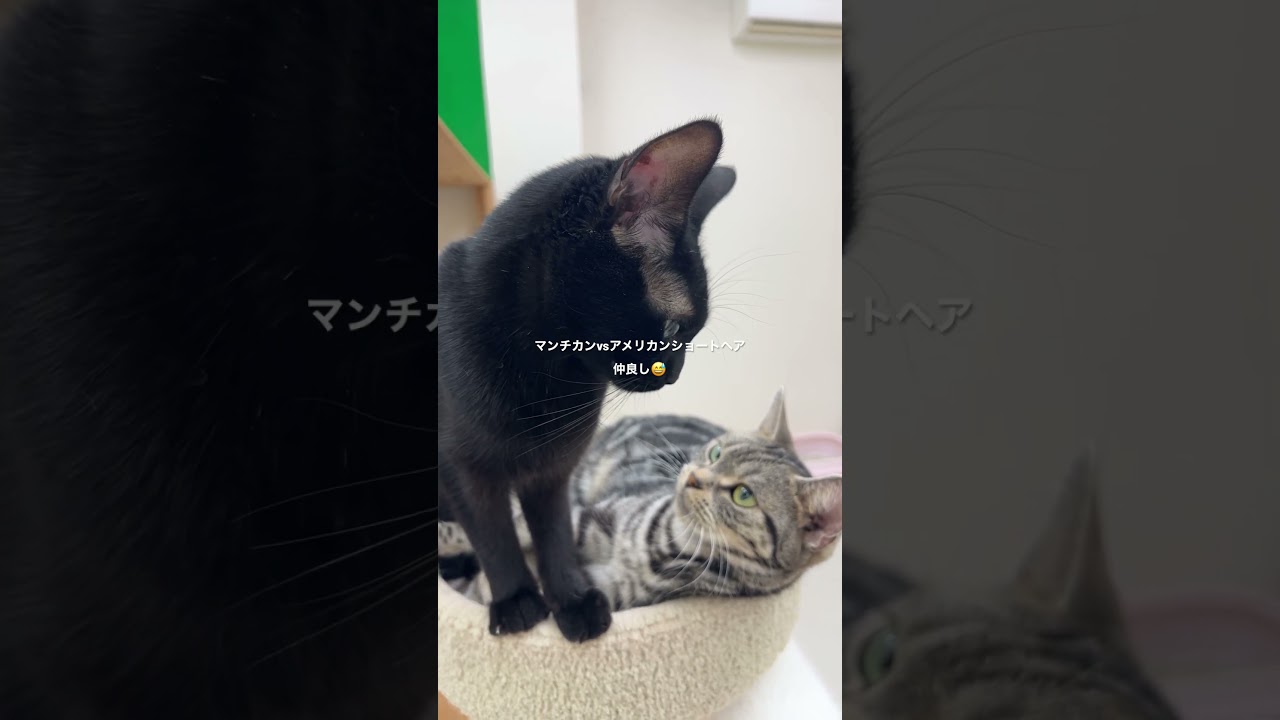 マンチカンvsアメリカンショートヘア 仲良し😅 #ペットモデル #動物プロダクション #タレント猫 #マンチカン #アメリカンショートヘア #仲良し