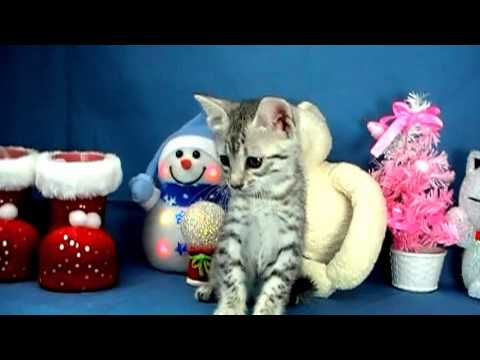 10月16日生まれエジプシャンマウシルバーくん