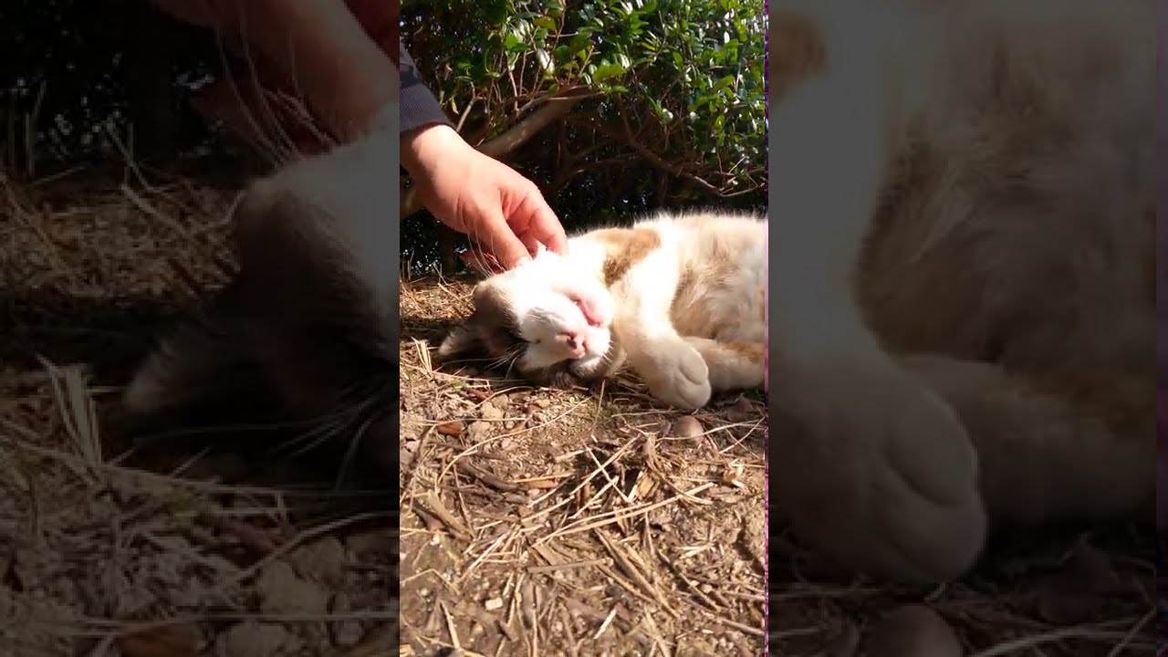 【cat】茂みの裏で爆睡するシャム猫ちゃん【बिल्ली】