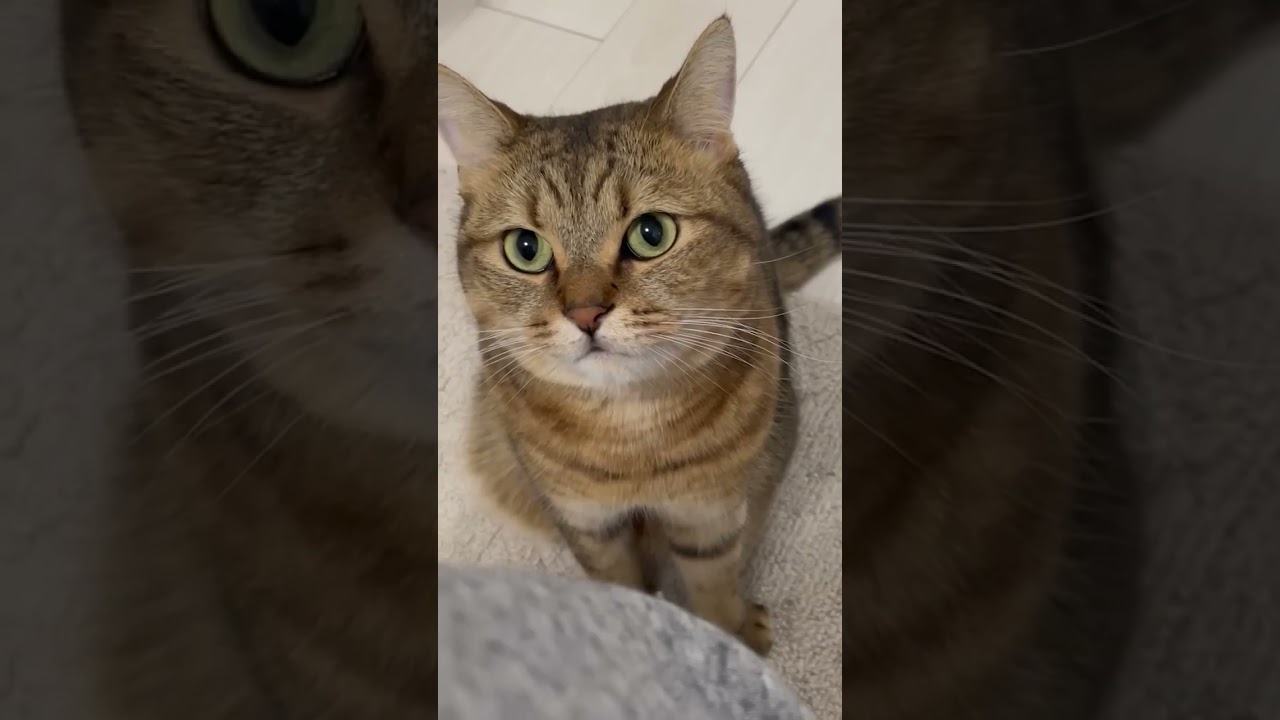 【猫動画】かまってモードの猫を無視した結果がこちらです…　#shorts
