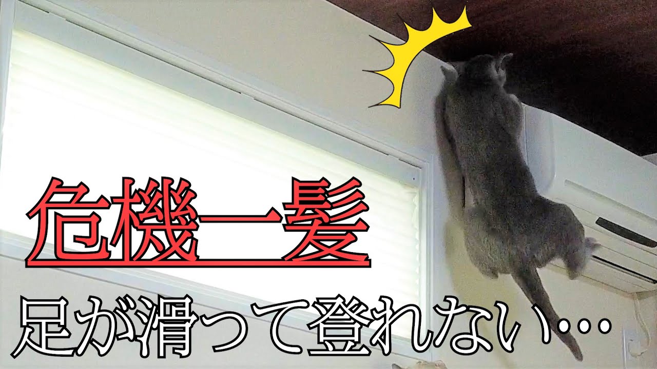 【冷や汗】【ロシアンブルー×トンキニーズ】まさかの事態に凍り付いた（#55）