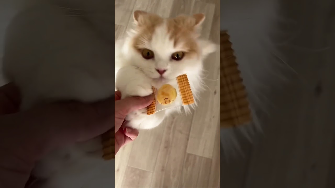 猫も大好きカズチー🐱🧀 #kitten #マンチカン #ミヌエット #猫 #cat #kucing #子猫 #shorts