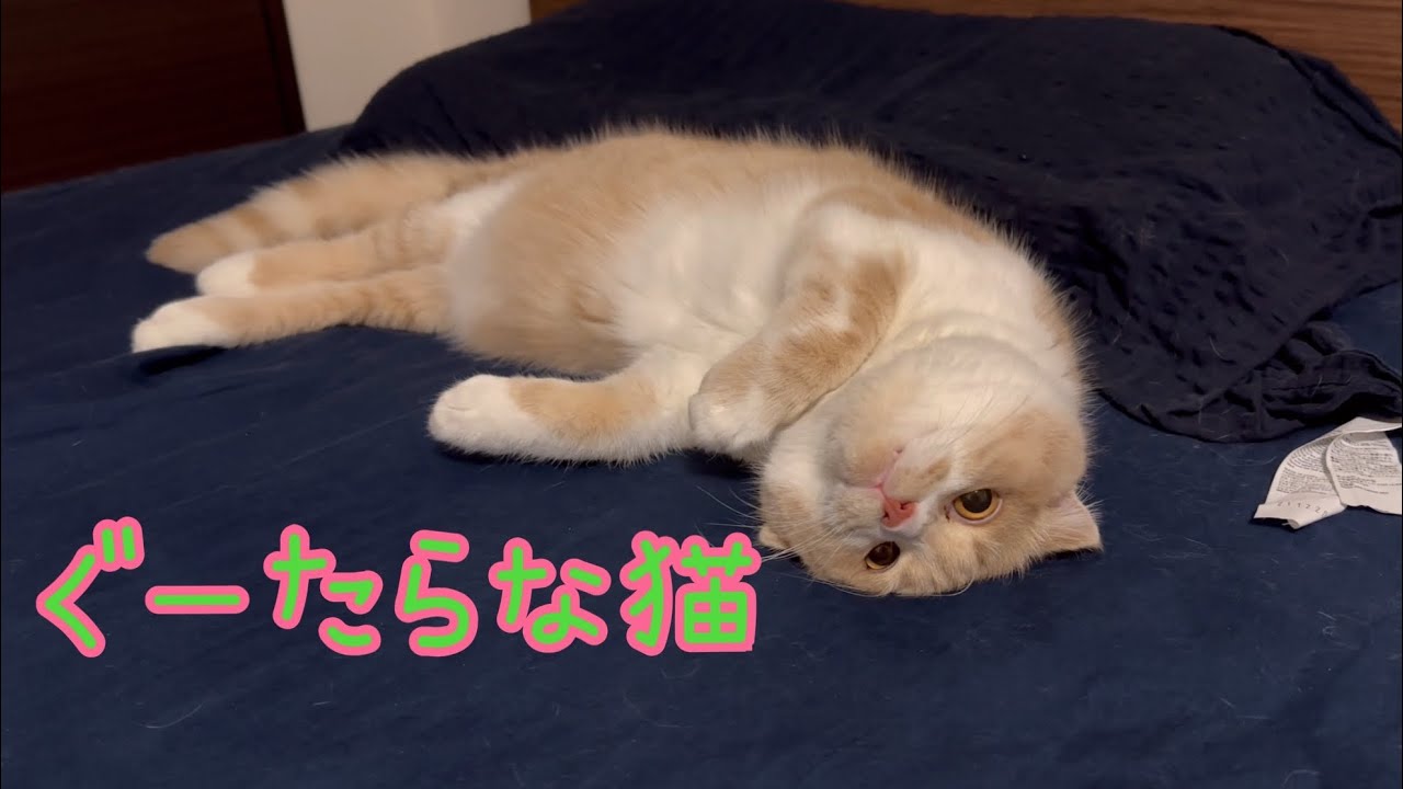 [スコティッシュフォールド]ぐーたらな猫