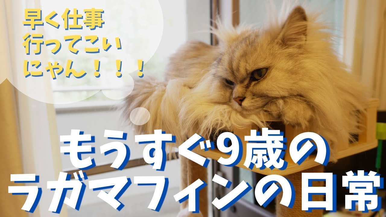 もうすぐ9歳の猫の日常｜ラガマフィンのラガさん