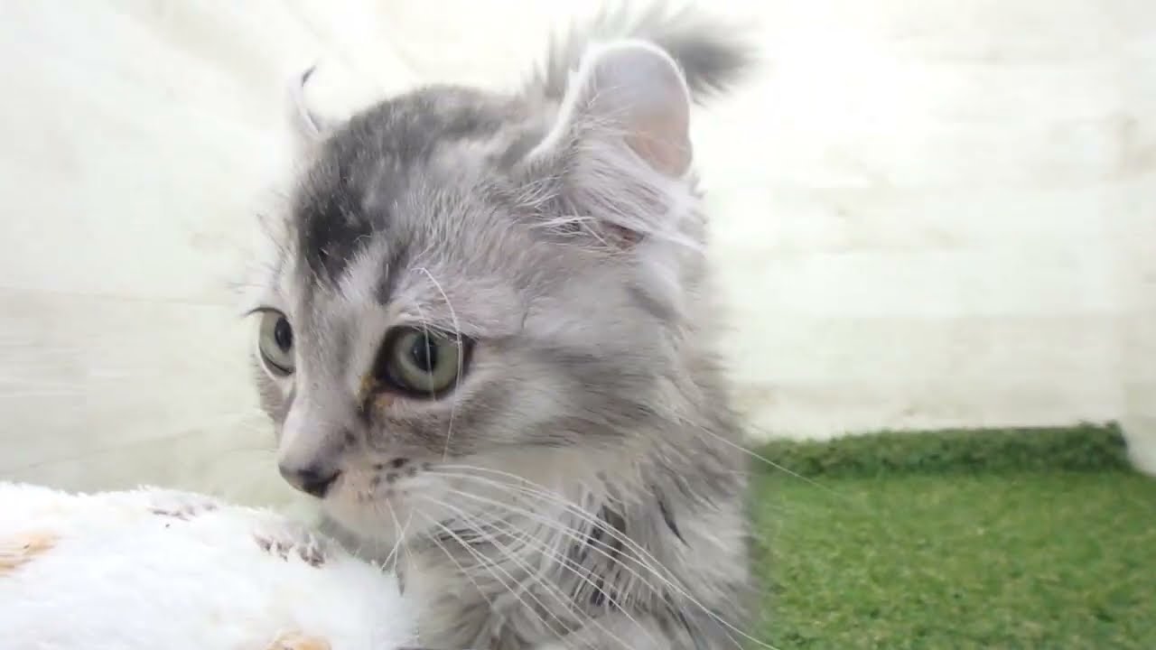 Coo&RIKU　No00623227 アメリカンカール