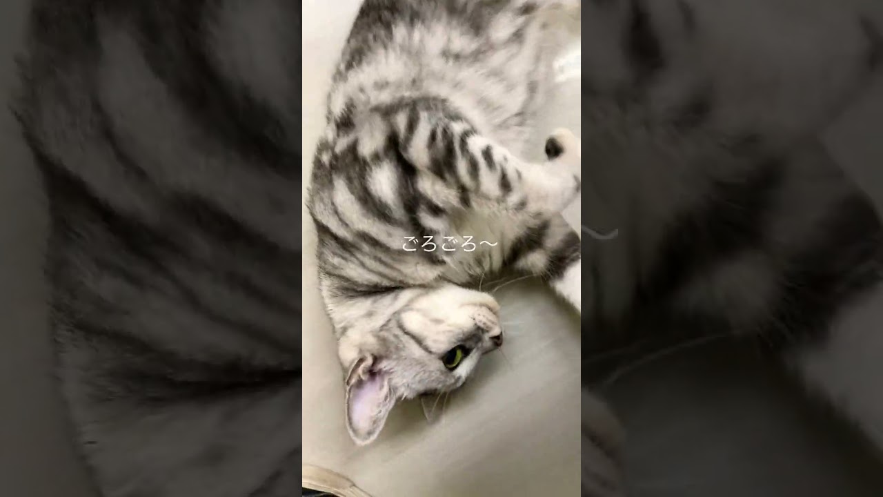 ごろごろ〜　#ねこ #ペットモデル大募集 #動物プロダクション #猫 #cat #猫好きさんと繋がりたい #ペットモデル #アメリカンショートヘア #おこめ