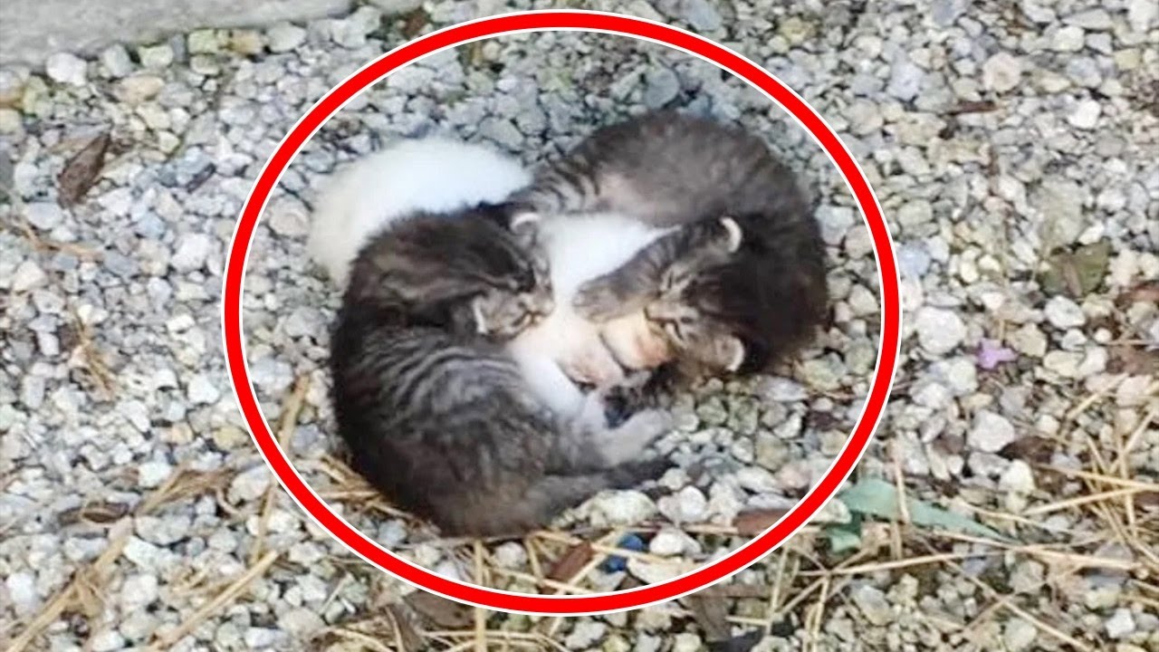 道端で2匹の子猫が白い子猫を守っていた。弱っている妹を守るきょうだいの絆に胸を打たれる【感動実話 動物】