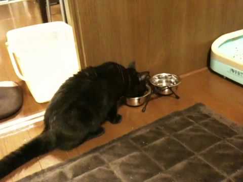 黒猫ボンベイ 20100511