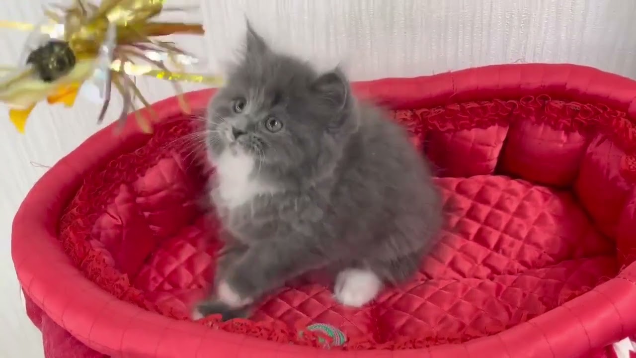 スコティッシュフォールド 毛量たっぷりなブルー&ホワイト（ロングヘアー）の男の子。