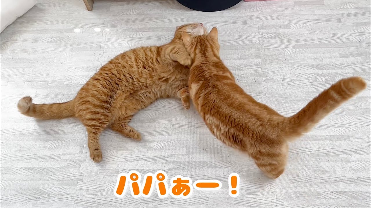 【癒し】マンチカン組ののんびりとした朝がかわいい！