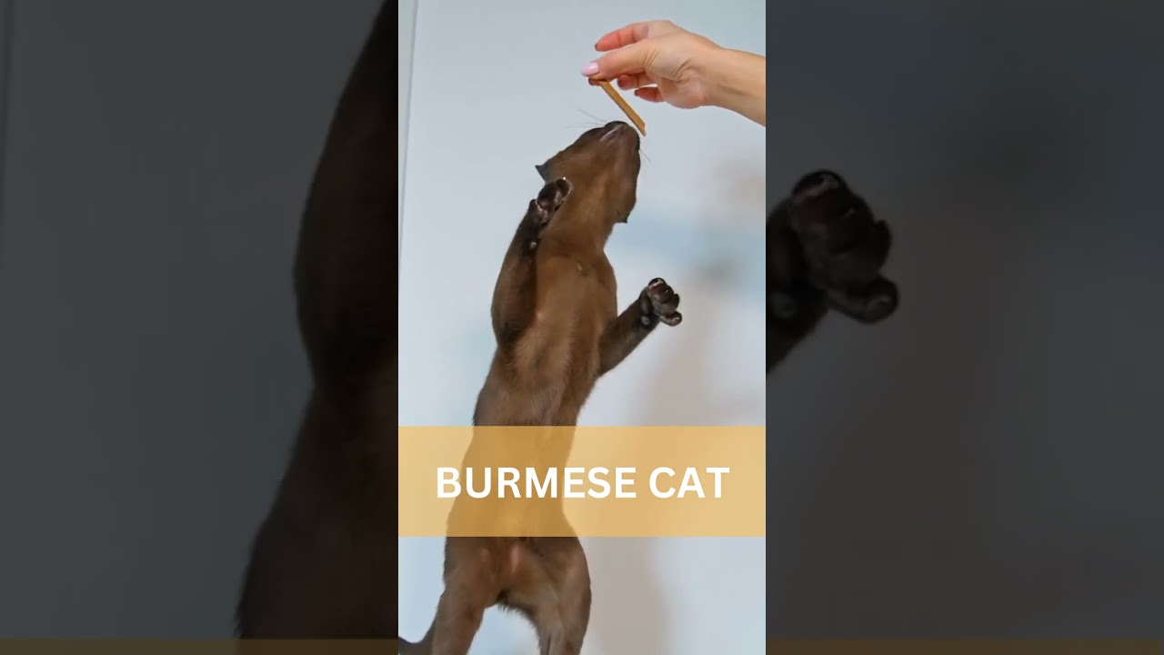 The Enchanting Burmese Cat - The Jewel of Feline World!