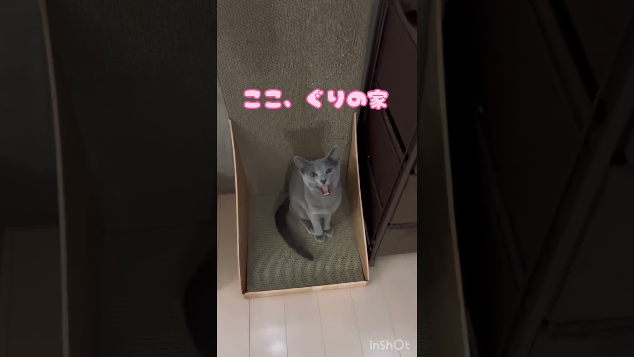 ぐりの紹介　#Shorts #ロシアンブルー　#ねこ　#ねこ動画　#cat #猫　#Russianblue