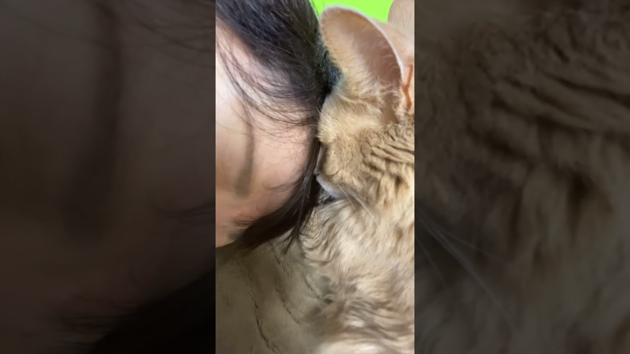 頭を寄せて眠ります。　#shorts  #ソマリ  #猫動画