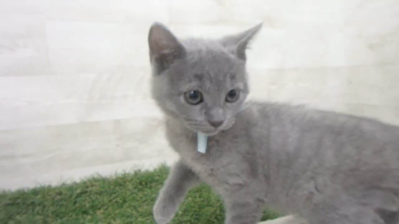 00600057 シャルトリュー