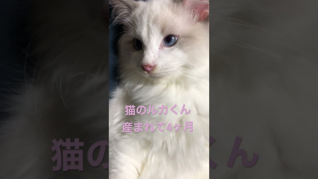 ラグドール　ルカが家族になりました！