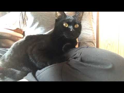 膝のりボンベイ