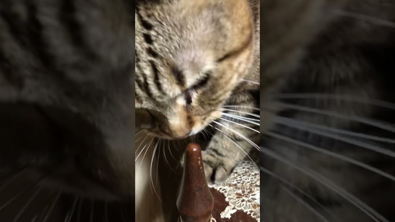 本日のアメリカンカール男の子