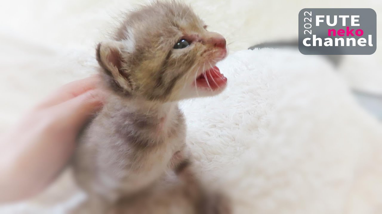 トイレにいれたら大泣きしてしまった子猫【保護子猫】