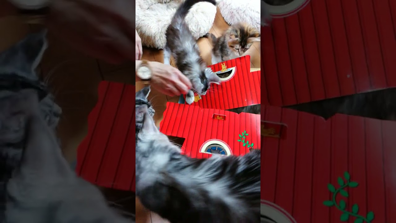 猫ホイホイに集まる我が家のメインクーン子猫達